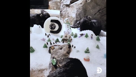 The sea otters at the aquarium are getting into the holiday spirit! 🦦☃️🎁