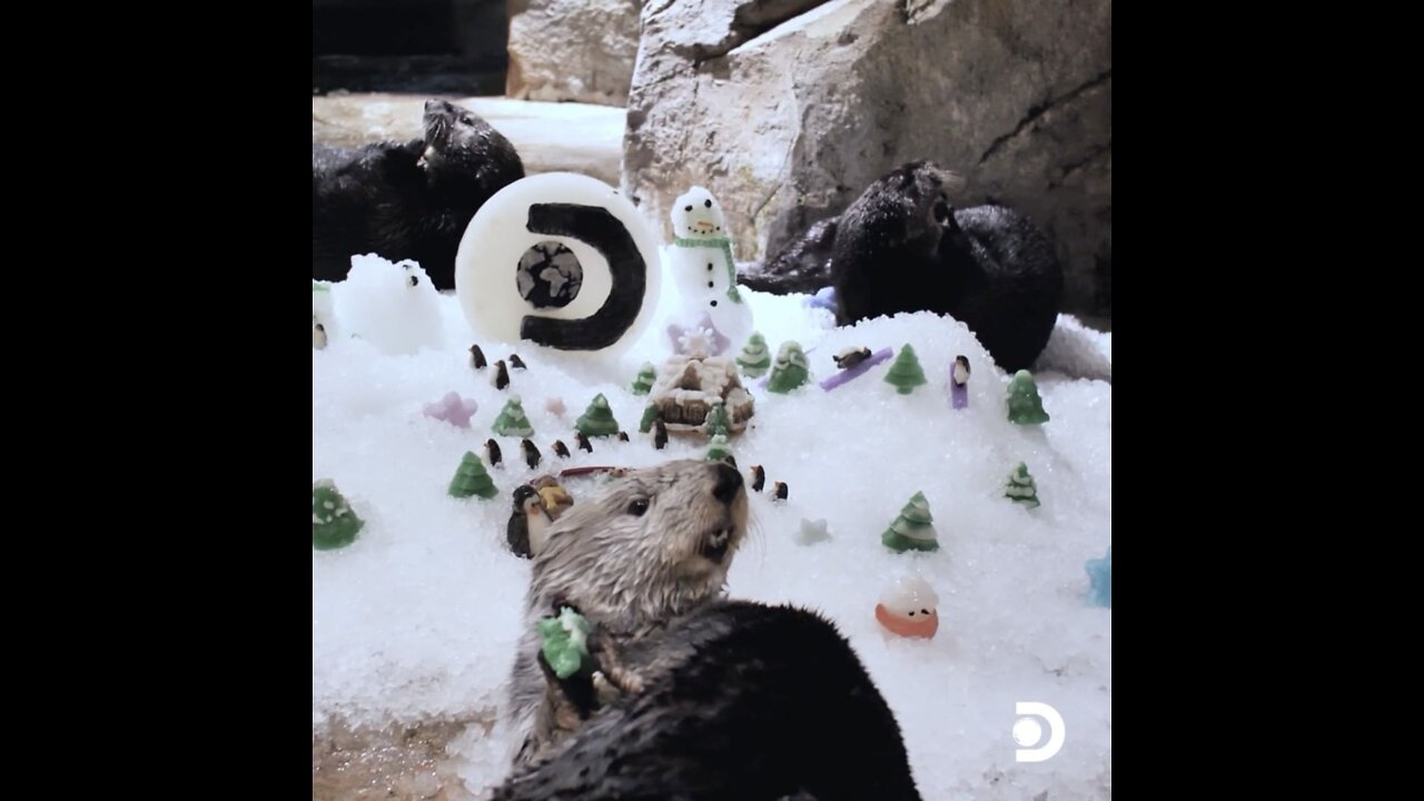 The sea otters at the aquarium are getting into the holiday spirit! 🦦☃️🎁