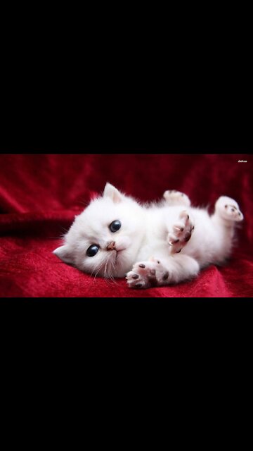 White cute cat video 🐱🐱