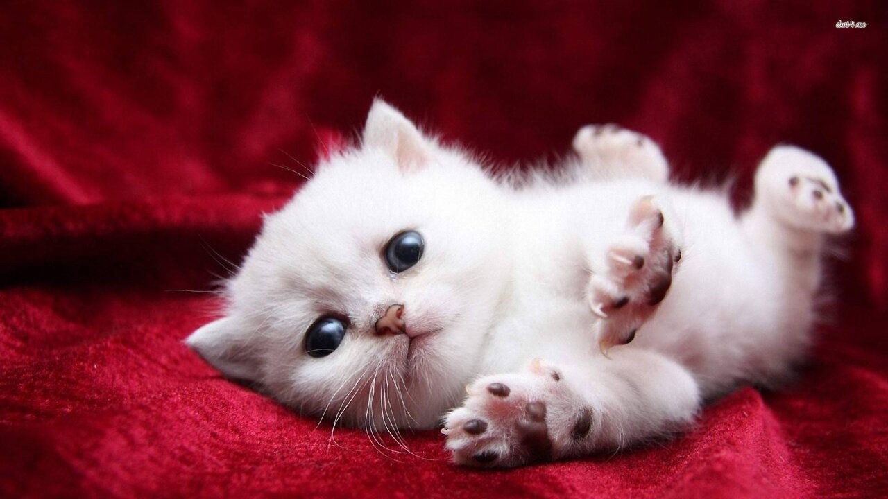 White cute cat video 🐱🐱