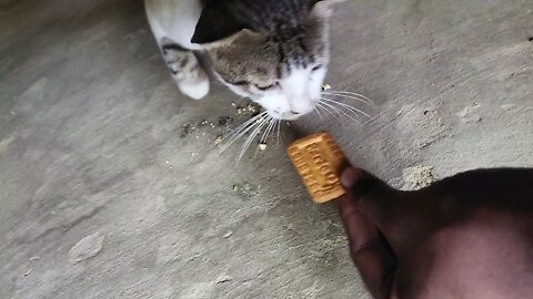 Cat Eating Biscits Billi khana kha rahi hai