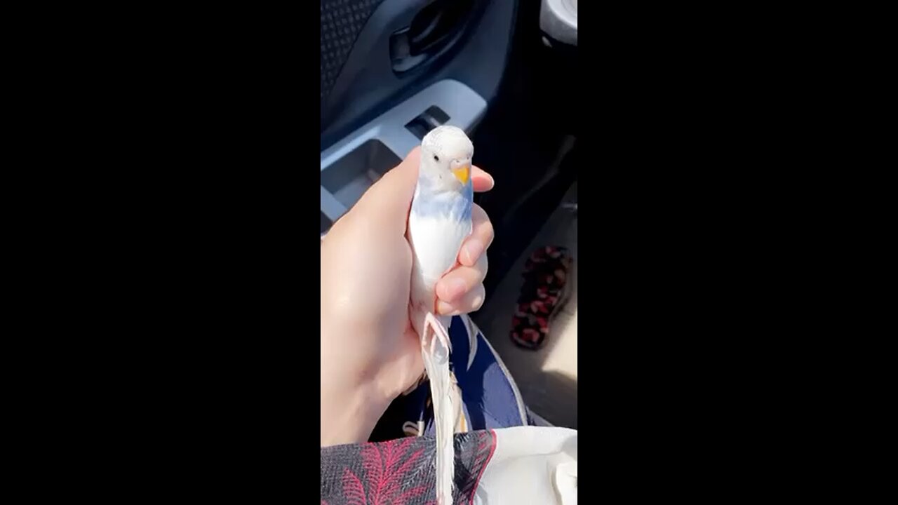 Cute Bird Video