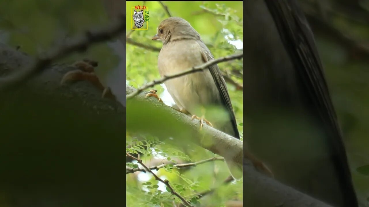 Bird Having 1 Eye. #wildlife #oneeye #1eye