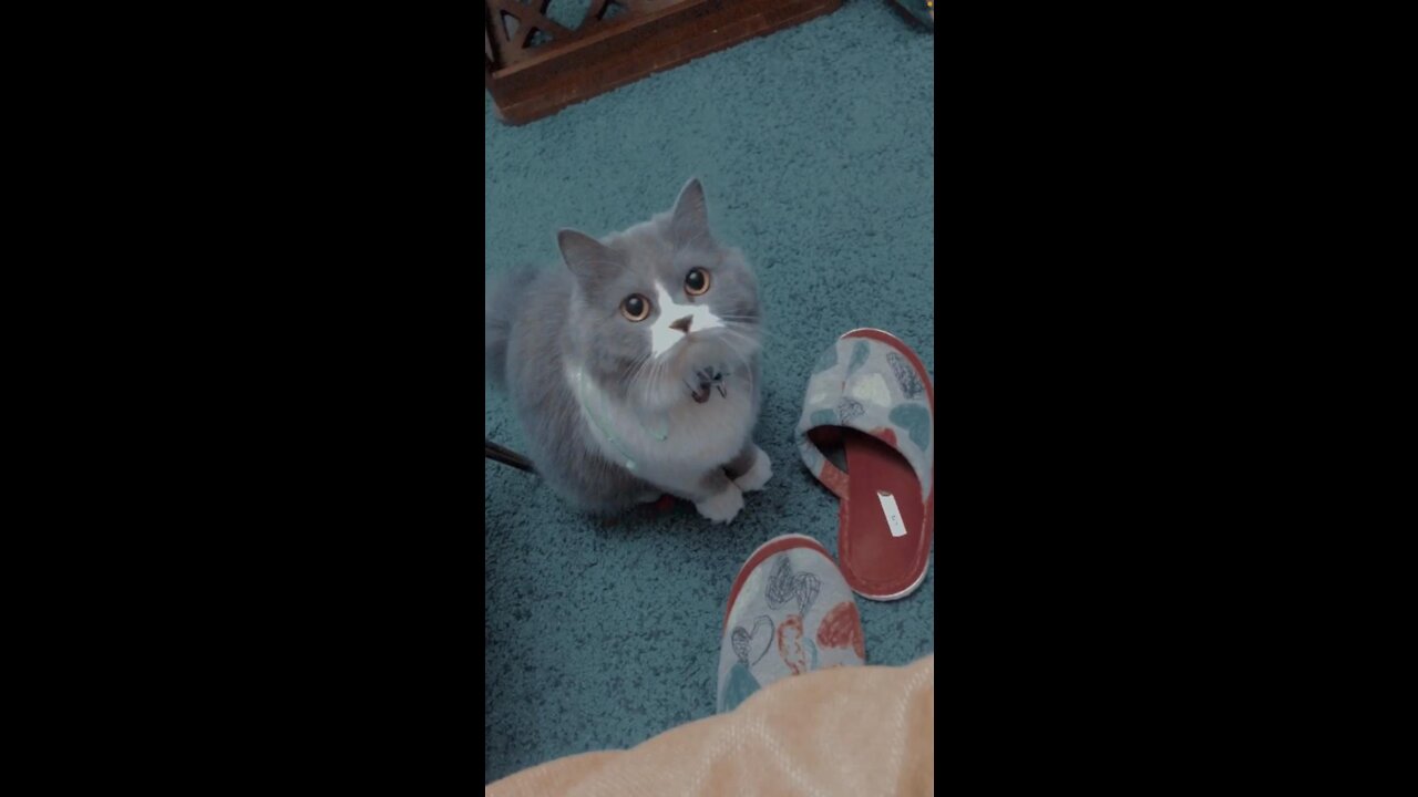 Sela And Their kitten