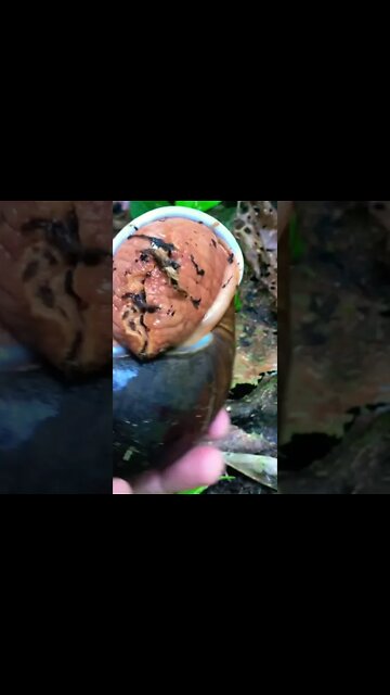 Giant Snail, Amazon Rainforest