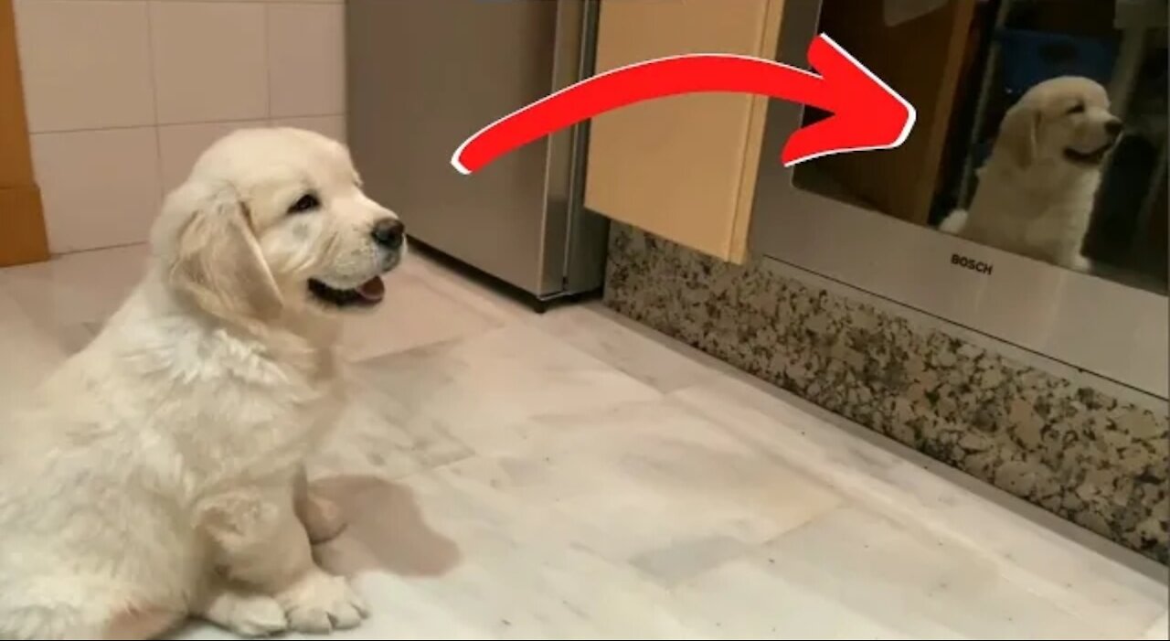 Golden Retriever Puppy Scared of His Reflection! FUNNY!🐶