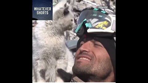 This cat was rescued and now stays with the rescue workers at all times #shorts #animals #cat #cute