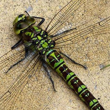 Female Dragonflies Feign Death To Avoid Mating