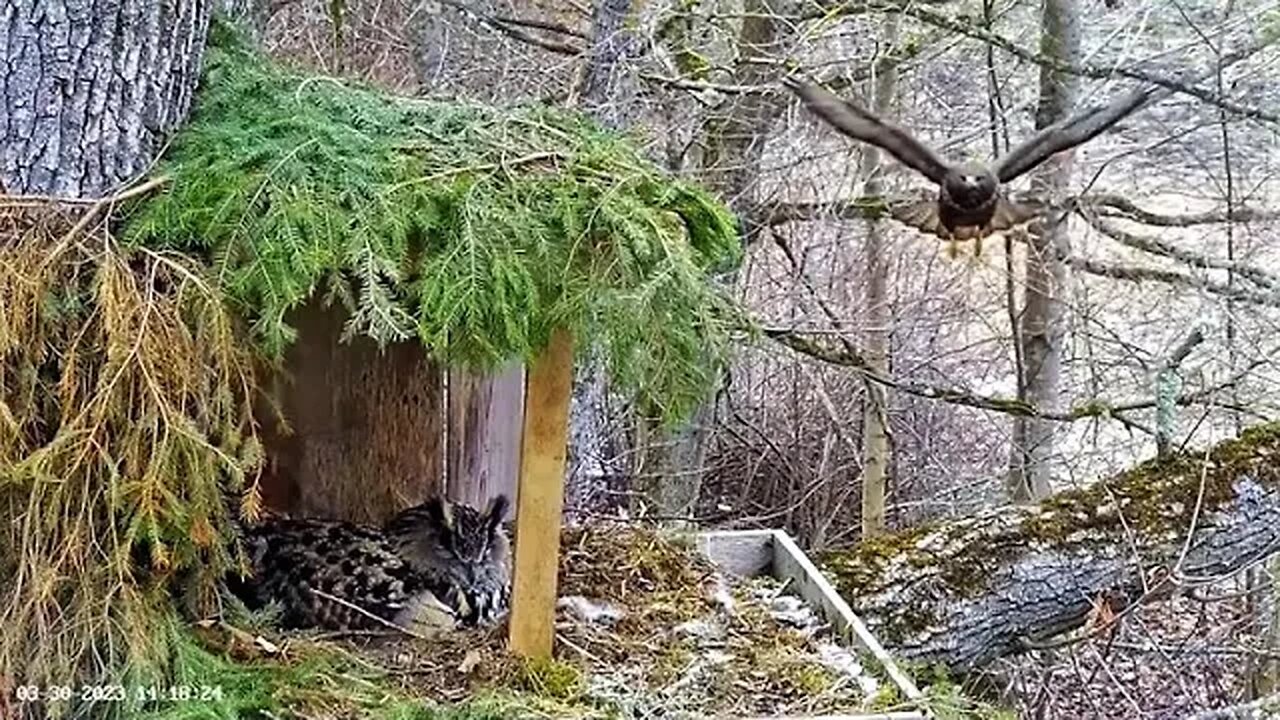 Common Buzzard Swoops at Nest 🦉 03/30/23 14:18