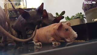 Porquinho-da-índia careca pensa que é um gato Sphynx