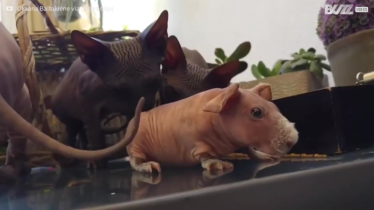 Porquinho-da-índia careca pensa que é um gato Sphynx