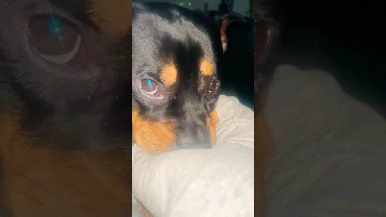 Rottweiler #asmr #asmreating #asmrsounds #viral #trending