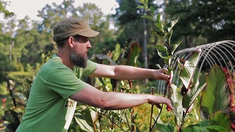 You Can Grow Fruit Trees in a Tiny Space! (The Secret to Pruning Fruit Trees to Keep Them Small)