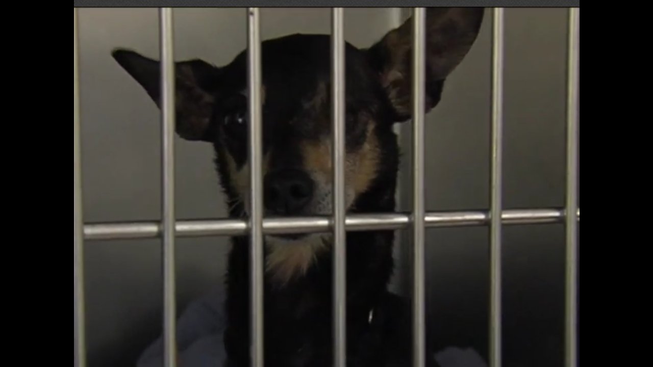 Palm Beach County Animal Care and Control makes public plea for adoptions