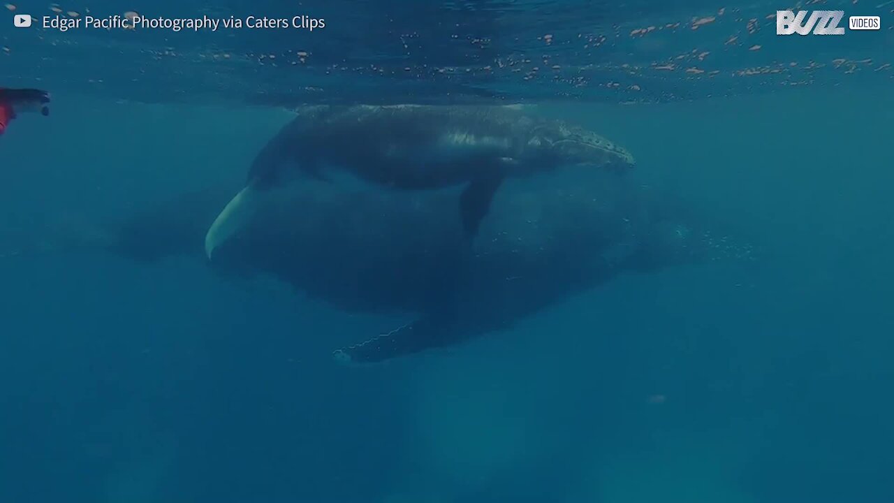 Une plongeuse tombe nez à nez avec une baleine à bosse