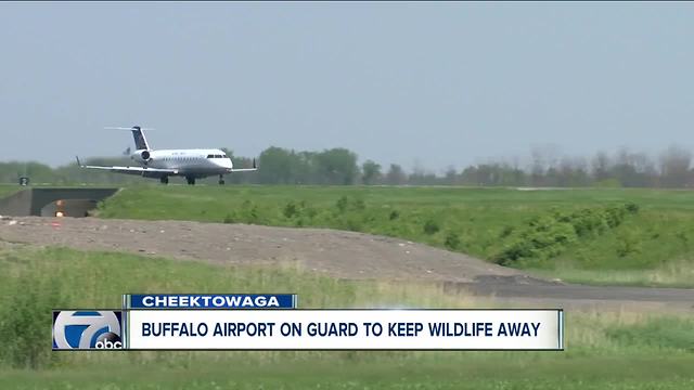 Bird strike forces JetBlue flight to return