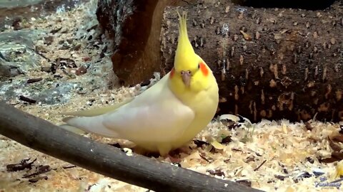 4K HDR Video – Beautiful Lovebird | Budgies and Cockatiel Birds Playing and Feeding-23