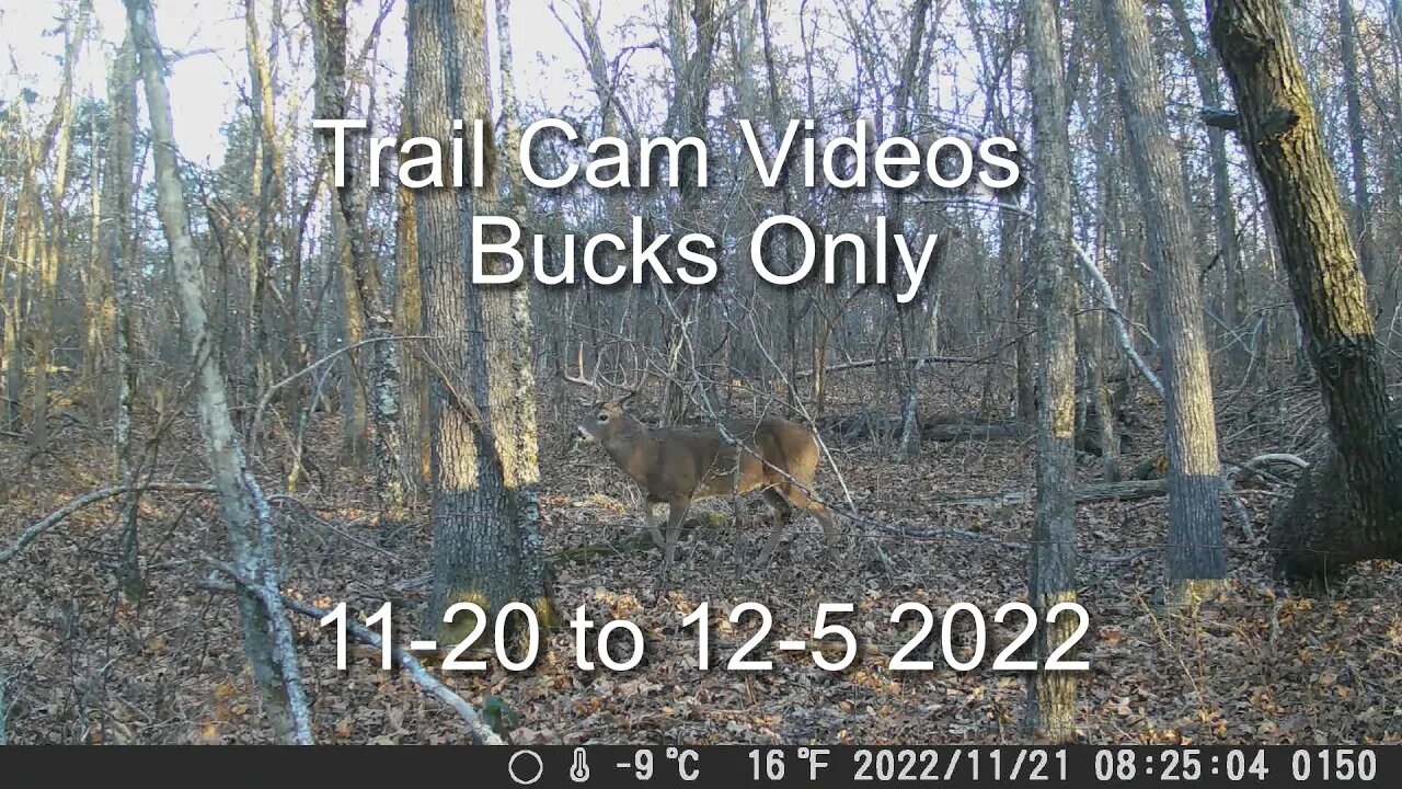 Trail Cams Bucks Only