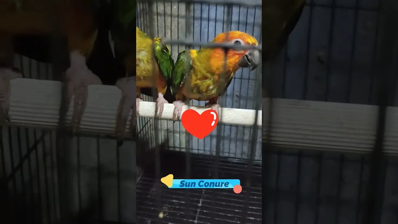 Adorable Sun Conures ♥️♥️ l #shorts l #sunconure l #pets l @BikisAviary