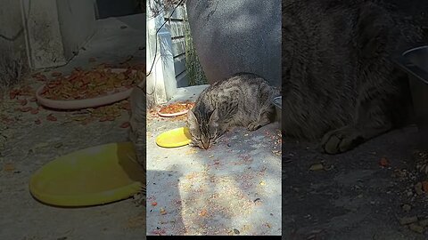 Rudolph Cat Really Enjoys His Food! 😺