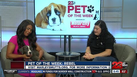 Pet of the Week: Four month old Rebel