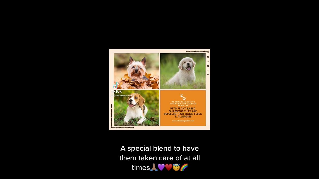 Shampoo Bars For Your Pets