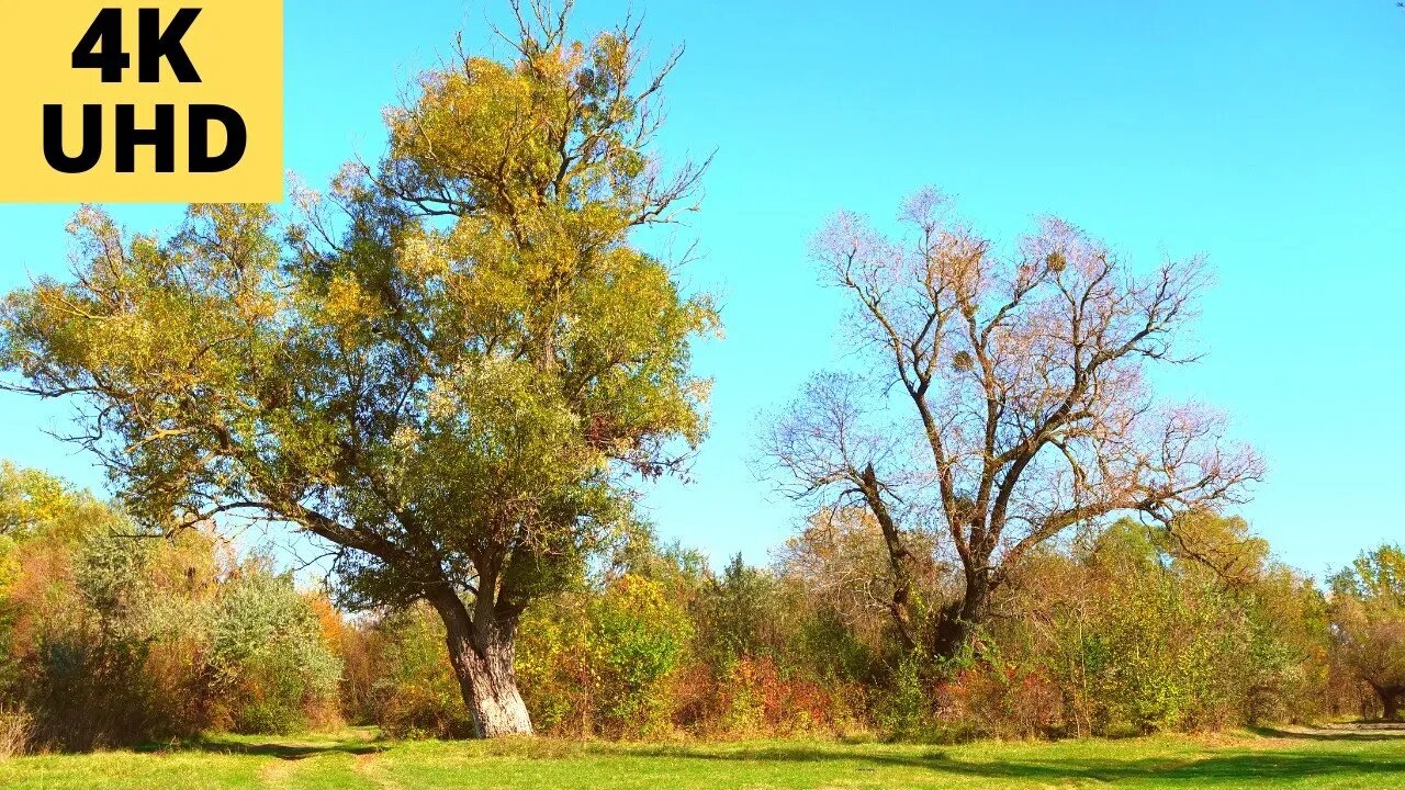 ПРИРОДА В ЛЕСУ ОСЕННЯЯ. УСПОКАИВАЕТ ОТ СТРЕССА.РЕЛАКС. Природа Кавказа