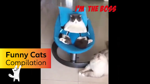 Funny and Cute Cat's Life 4