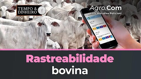 Rastreabilidade Bovina