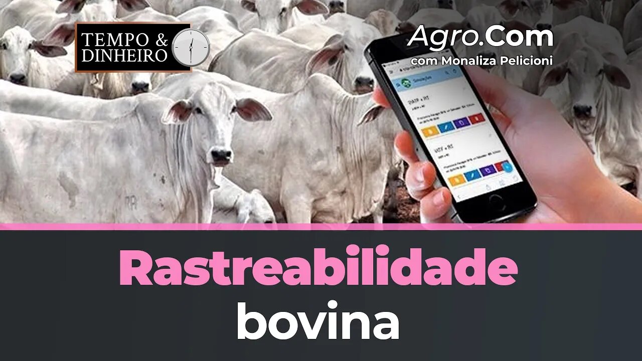 Rastreabilidade Bovina