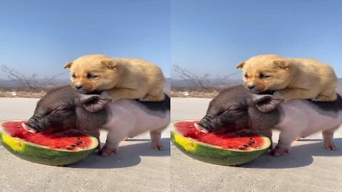 Cute Puppy And Fat Piglet