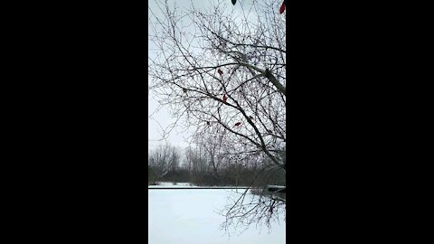 Cardinals, Finches And Blue Jays Waiting For Their Turn At A Feeder