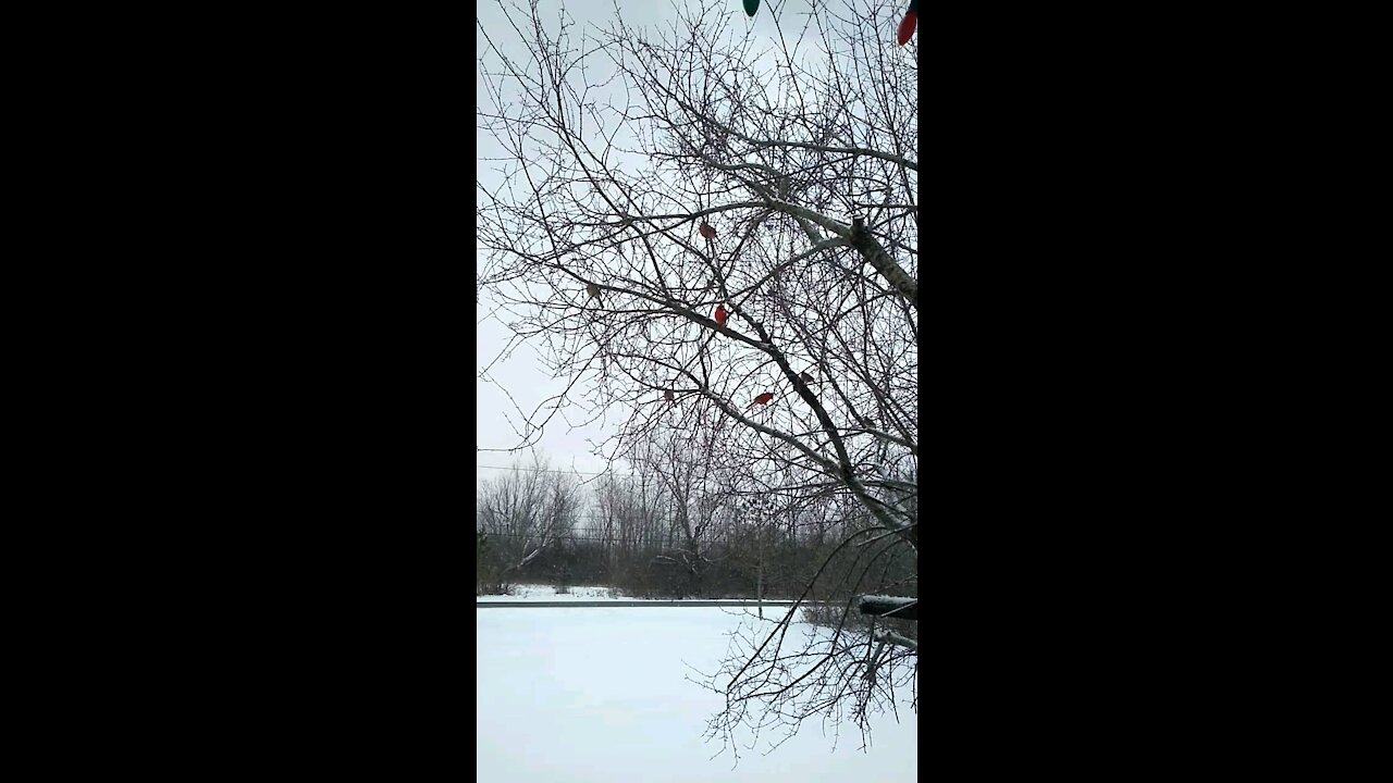 Cardinals, Finches And Blue Jays Waiting For Their Turn At A Feeder