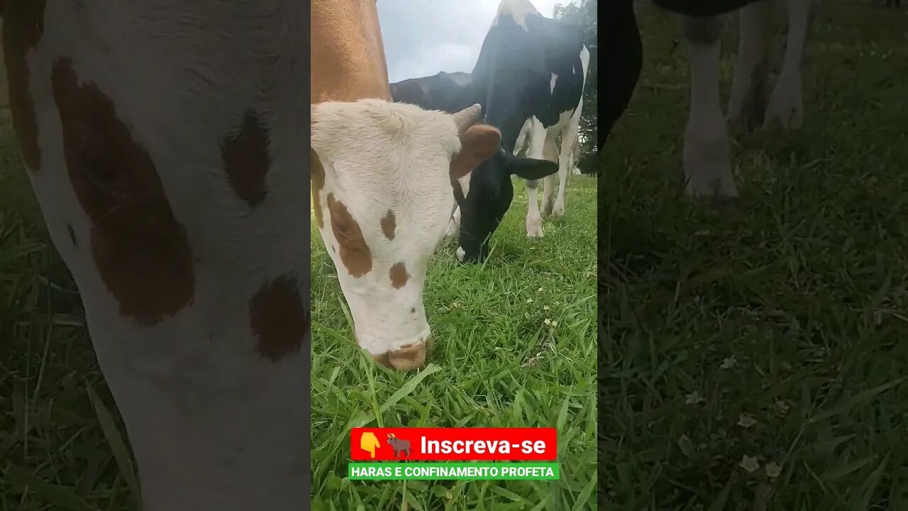 Os meninos tão bom de boca, olha esses Bois #shorts #roça #animals #agro #bicho #haras #agropecuaria