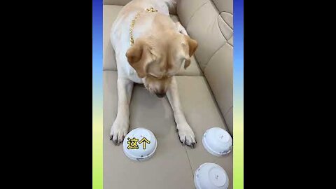 Smart Dog Video Funny Dog - Funny Animals Life -Try Not To Laugh🤣 Challenge