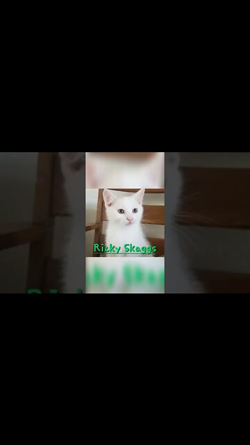 Name Reveal!! For our 2 and a half month old kitties