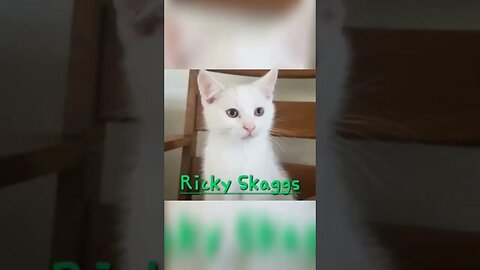 Name Reveal!! For our 2 and a half month old kitties