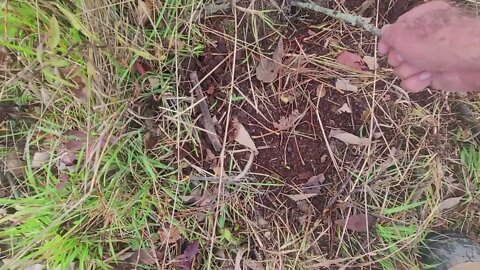Coyote trap checking 1
