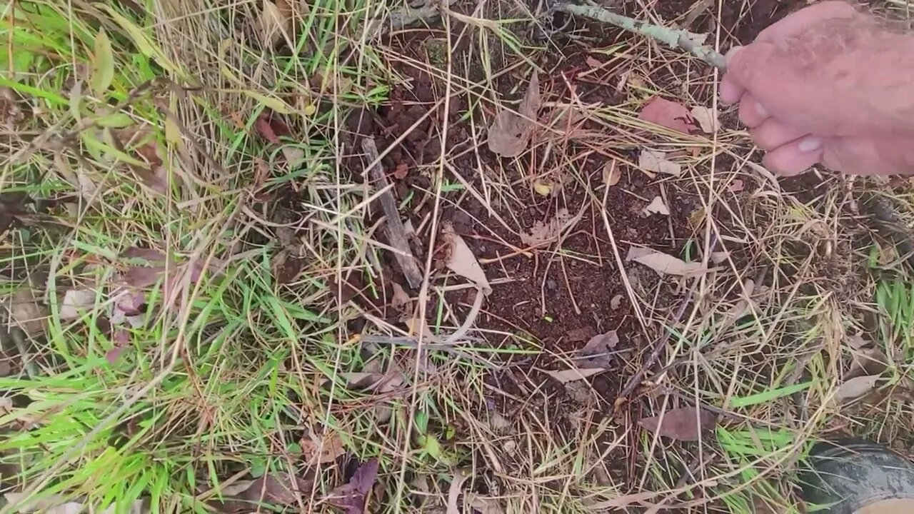 Coyote trap checking 1