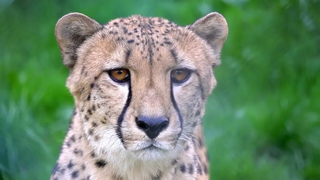 Close up portrait of cheetah in wild life nature habitat. Feline animals of Africa. Dangerous preda