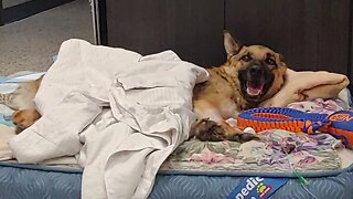 Detroit family says German Shepherd's botched surgery cost dog its leg