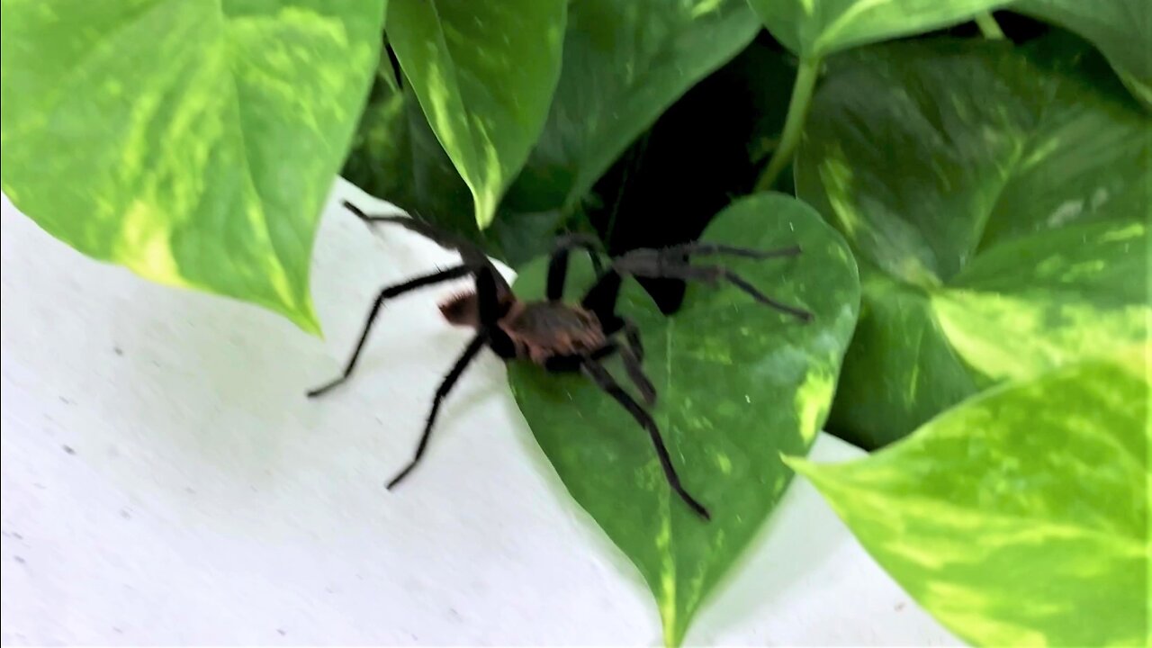 Screams Of Terror Erupt Over Tarantula Found On Woman's Head