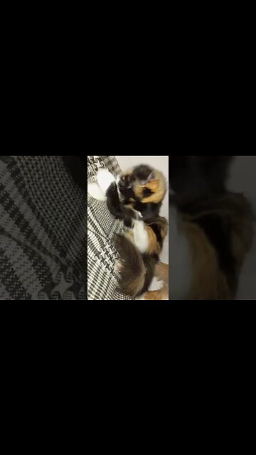 My cute Oreo #persian #cats #oreo #youtubeshorts