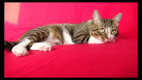 Cat Photography