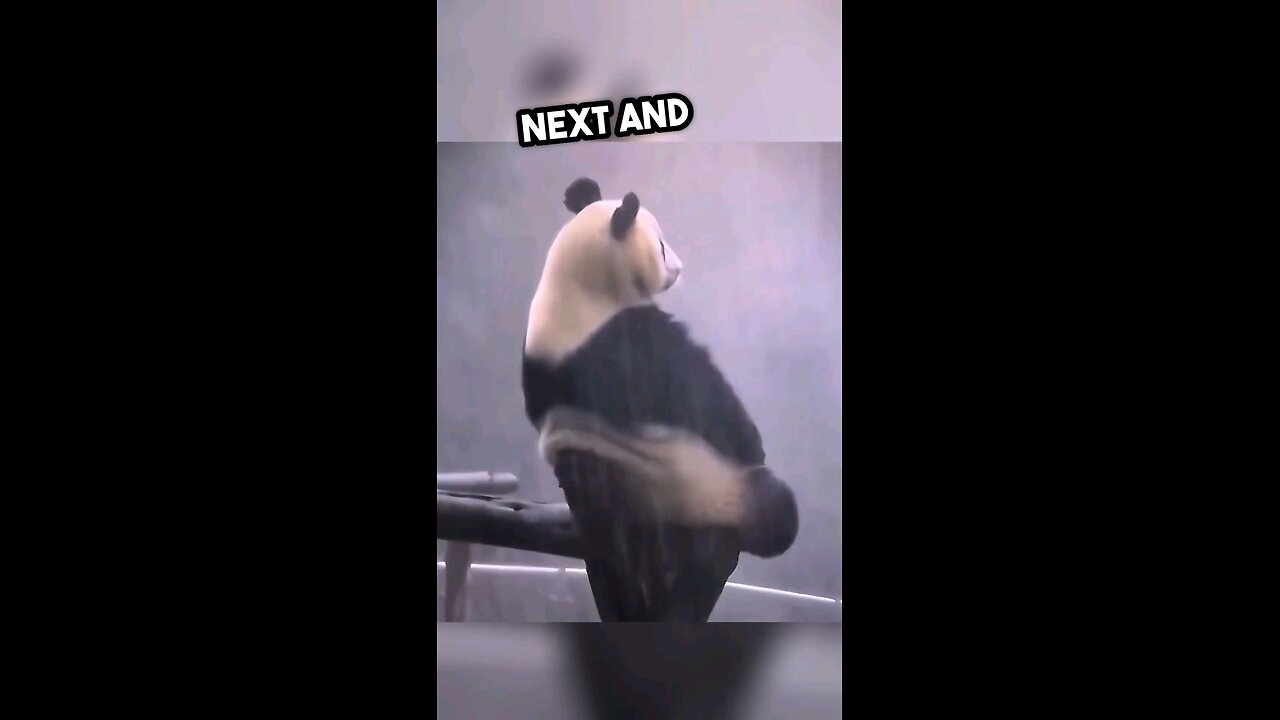 Panda tries to take his place as a dragon 🐉 warrior # kung-fu panda