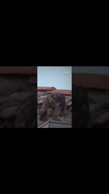 What Makes Owls Ruthless Predators? By Joe Rogan