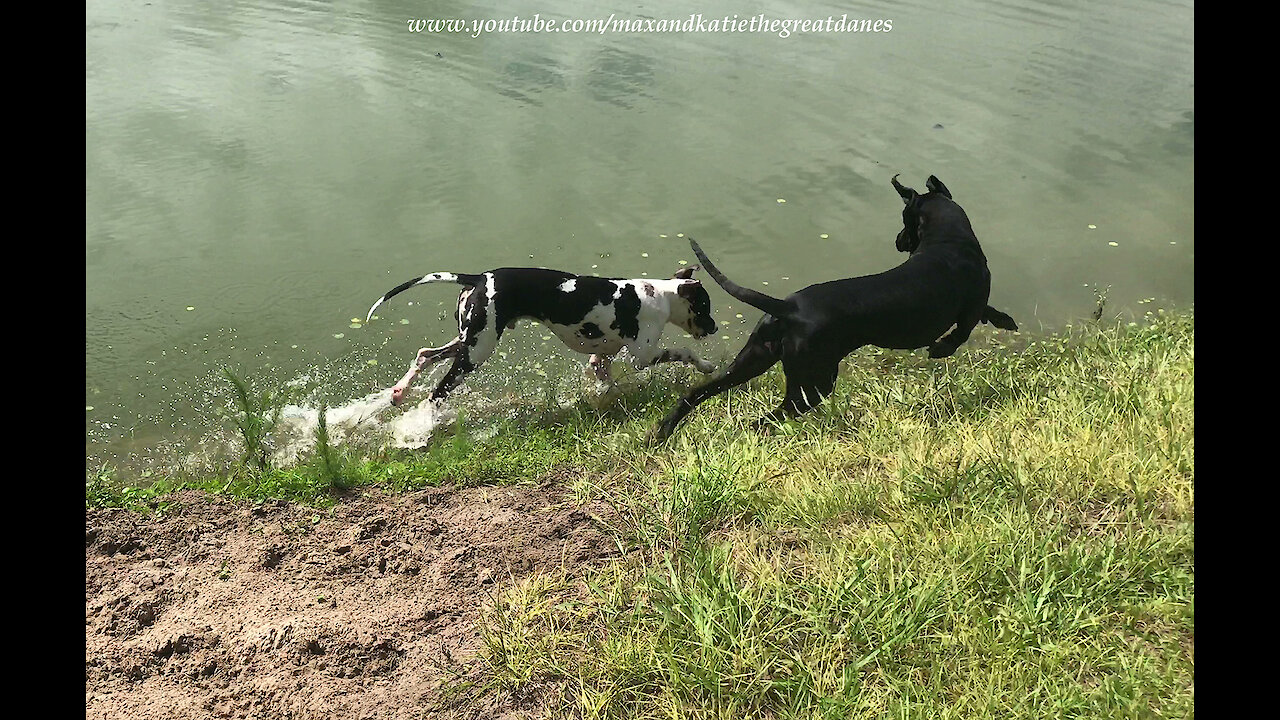 Great Danes Love To Race Each Other Around Their Pond Speedway