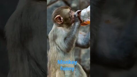 funny monkey🐒😂