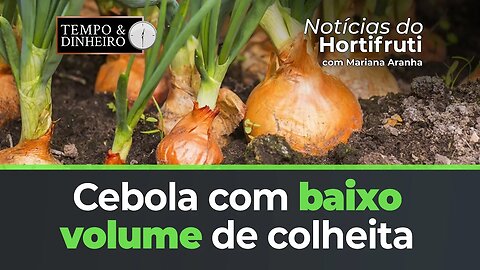 Produtores de cebola enfrentam baixo volume de colheita, oferta reduzida