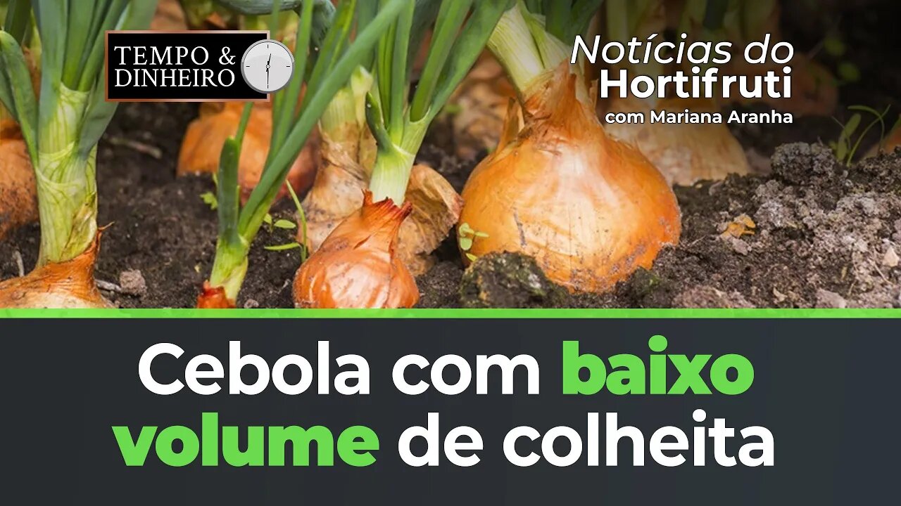 Produtores de cebola enfrentam baixo volume de colheita, oferta reduzida